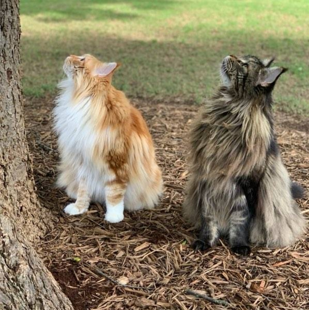 The boys are birdwatching and squirrel sniffing.